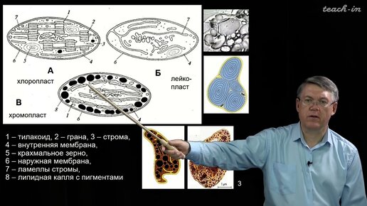 Дубынин В.А. - 100 часов школьной биологии - 2.11. Пластиды. Фотосинтез (световая и темновая стадии)