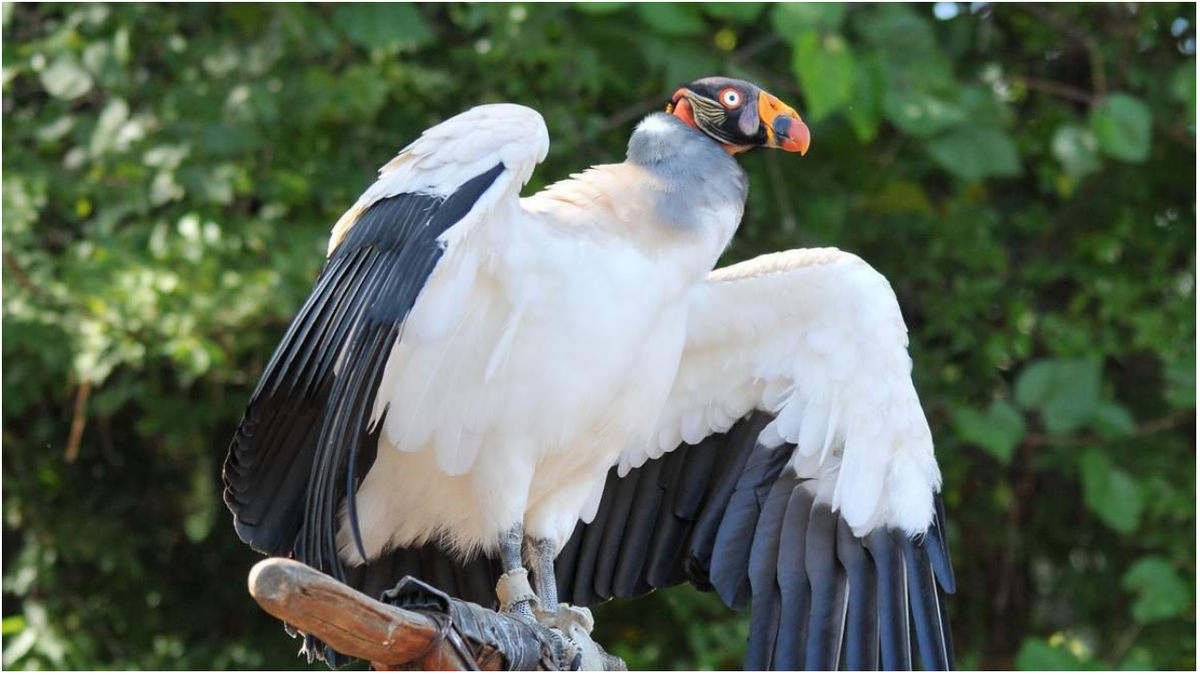 чйка елсрсааин. птицы в воздухе. чайка баклан крымский. чйка елсрсааин. птица в полете на белом фоне.