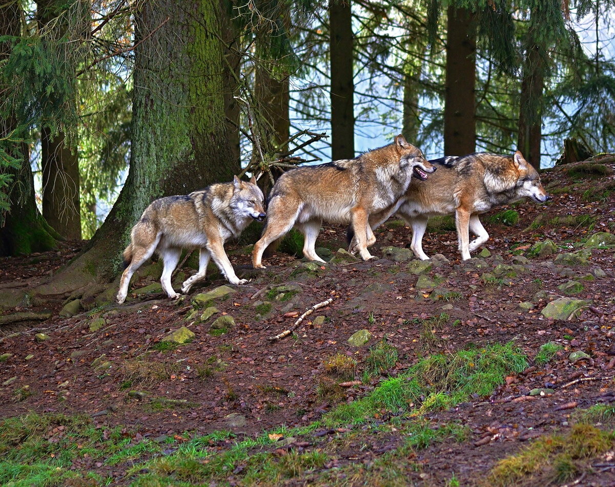 Волки в лесу - опасная встреча.
Источник фото: https://www.nastol.com.ua/pic/201912/1920x1200/nastol.com.ua-373965.jpg