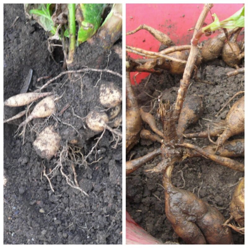 Выкапывание георгинов.