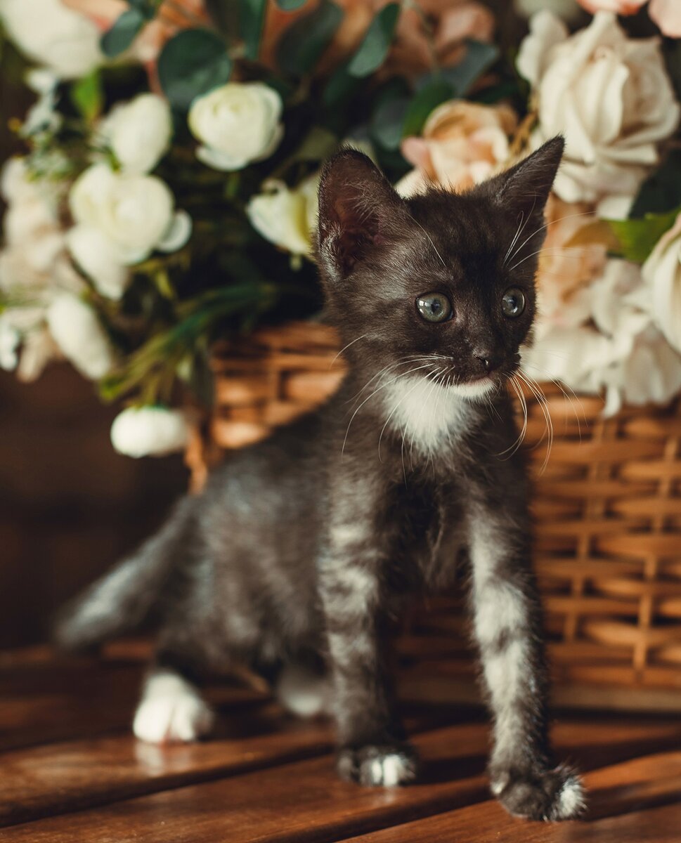 Пиппа Мидлтон-Дорн