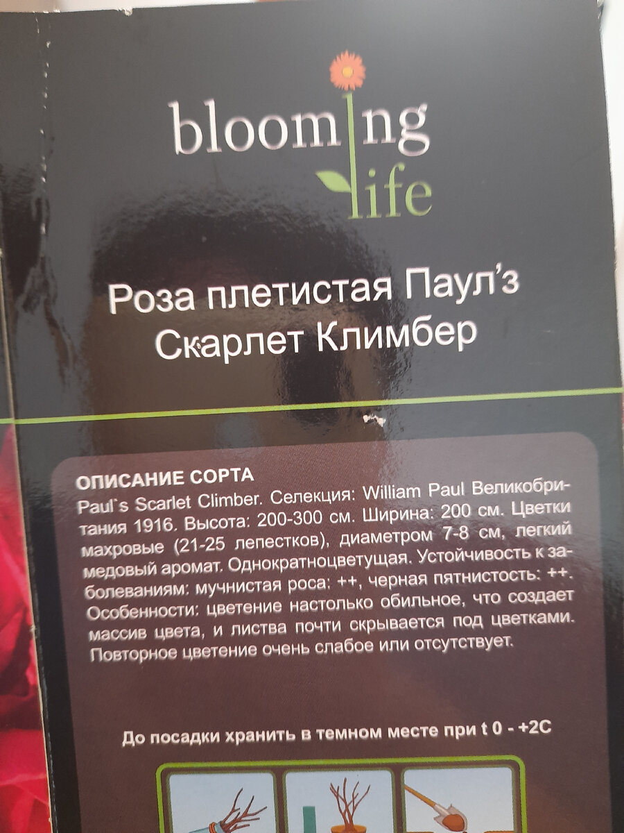 Это коробочка от розы.