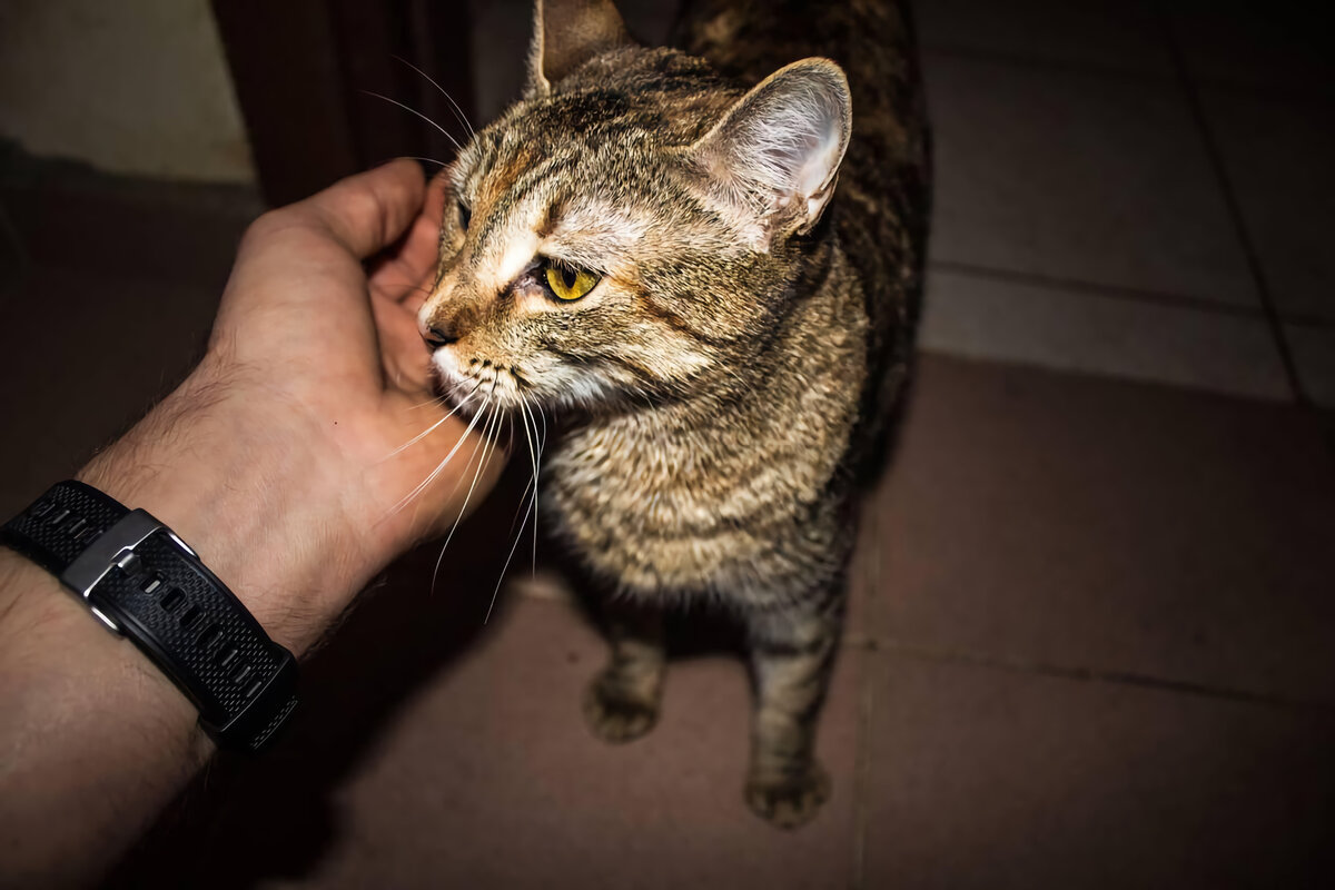 Интересные факты о кошках 2 класс. Кот мурлычет. Почему коты боятся воды. Кошка умывается. Почему некоторые коты.