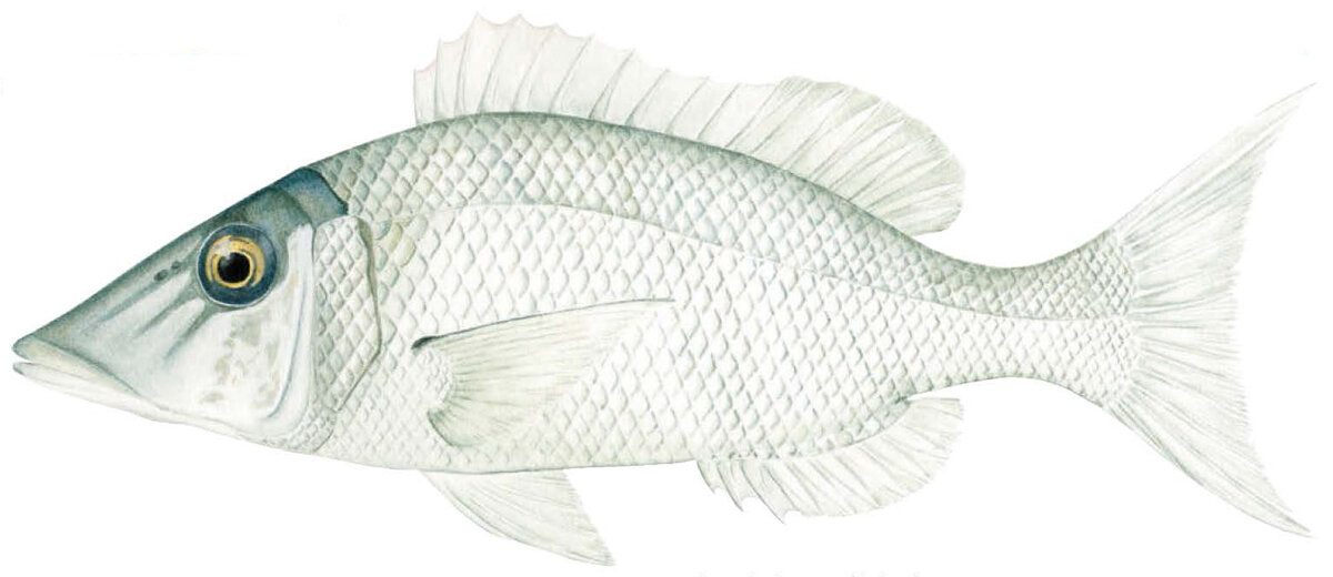 Lethrinus microdon