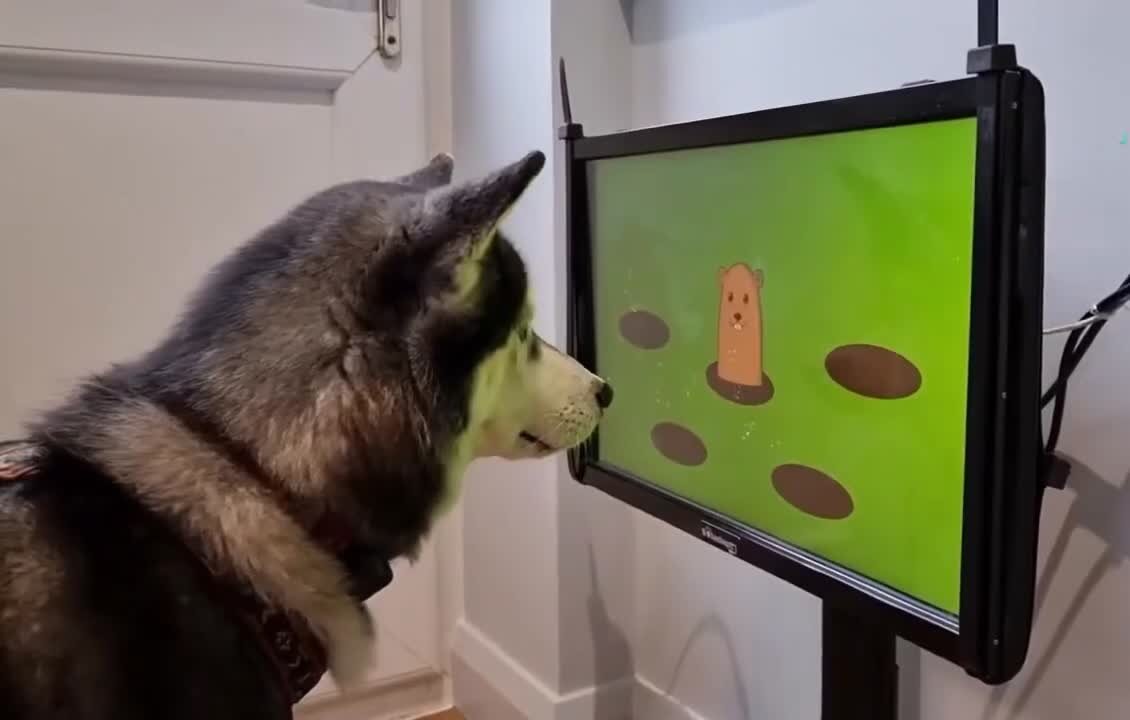    Прототип игровой консоли для собак Видео: YouTube