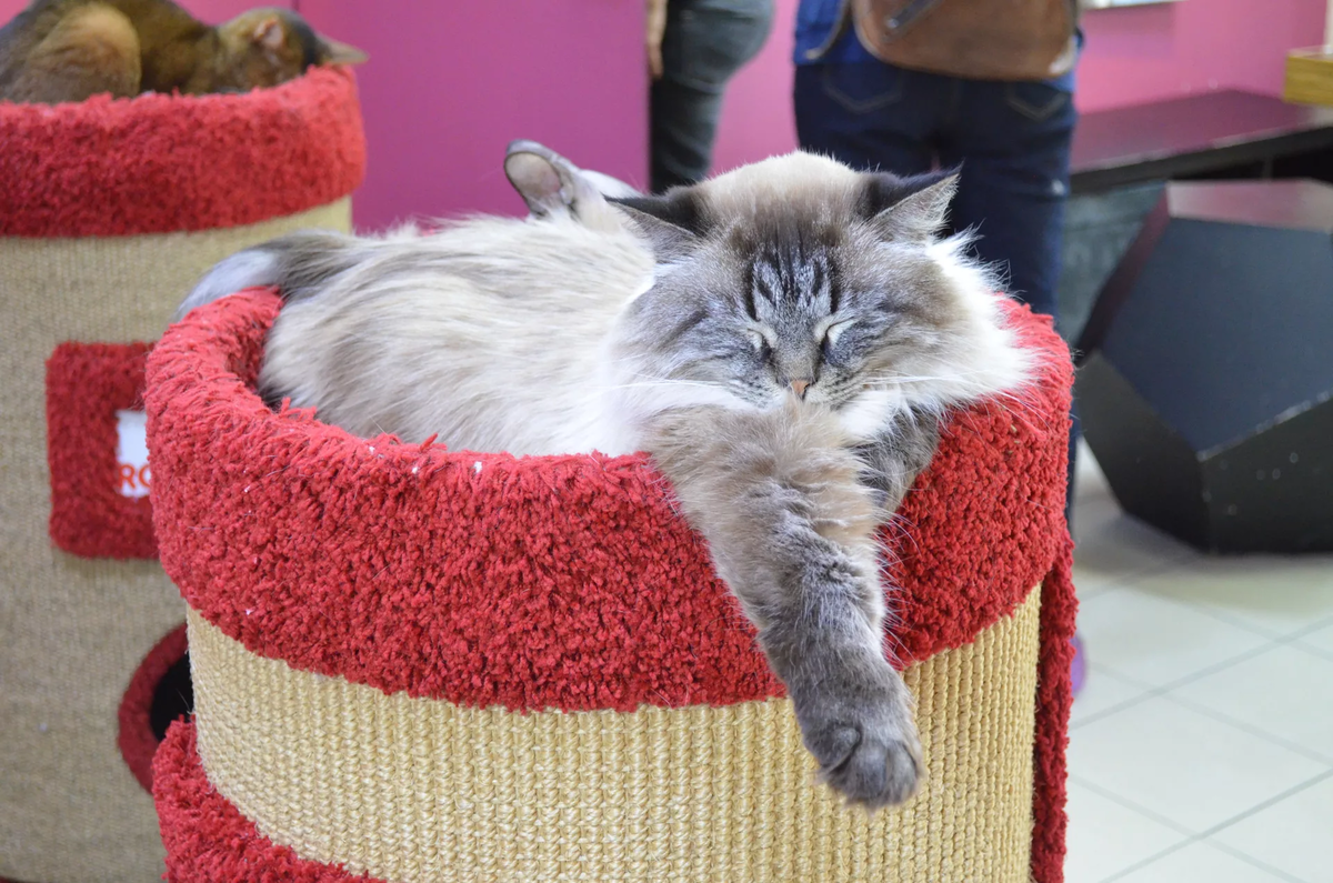 Котокафе в санкт петербурге