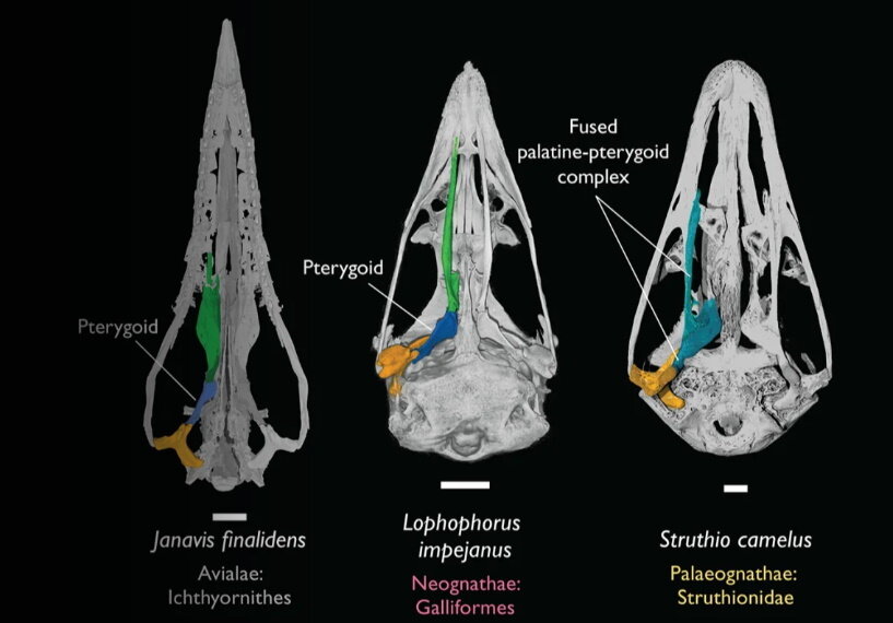     Фото: University of Cambridge