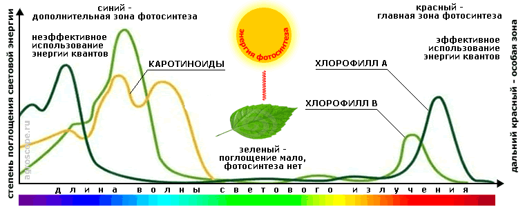 Хлорофиллы поглощают свет