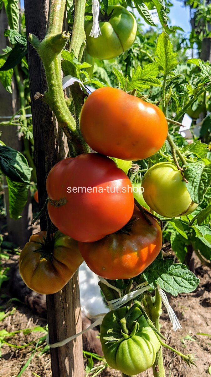 Tasmanian Chocolate Dwarf. Фото semena.tut.shop