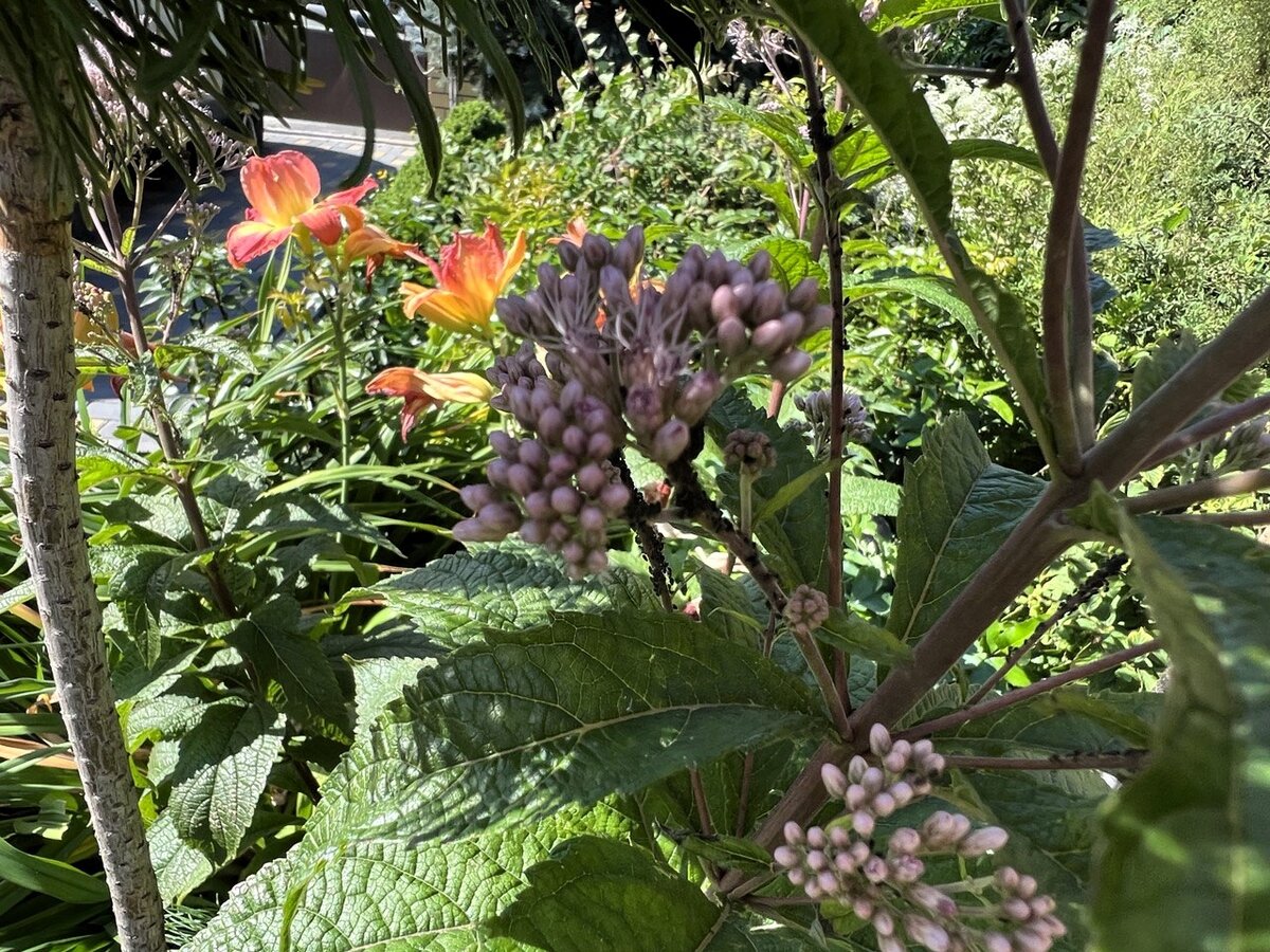 Посконник: у меня 2 вида - такие разные, что один обожаю, а второй ...