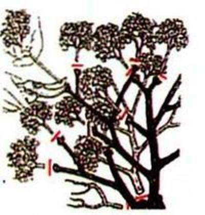 как обрезать метельчатую гортензию