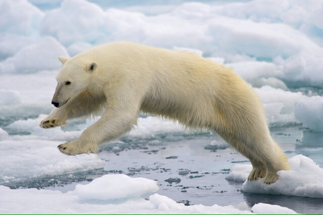    A frame-filling portrait of a male polar bear (Ursus maritimus) jumping in the pack ice. The young male, probably due to a mix of curiosity and hunger, got really close to our ship - less than 20 meters. Svalbard, Norway. Анастасия Никифорова