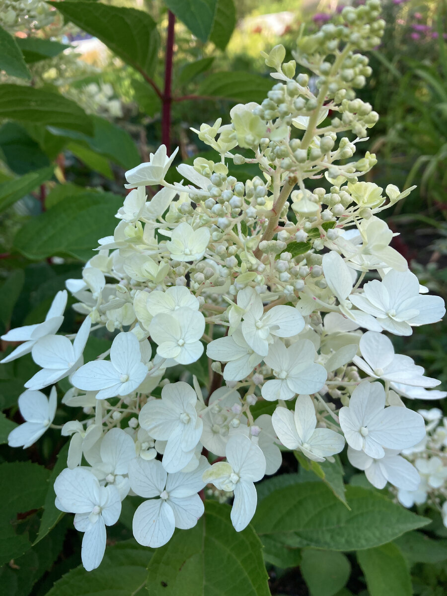 Вот такое соцветие. 