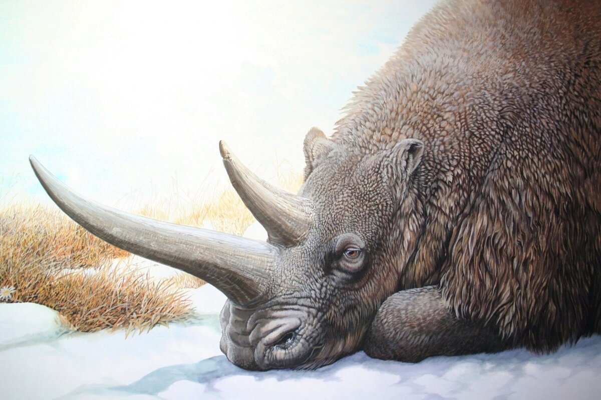 Не совсем понятно, почему шерстистый носорог не перебрался в Северную Америку. Возможно, он не добрался до Берингового перешейка или его турнули местные травоядные.