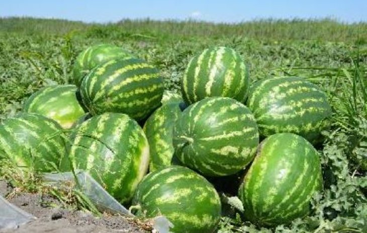    К уборке самых северных в мире арбузов приступили в Саратовской области