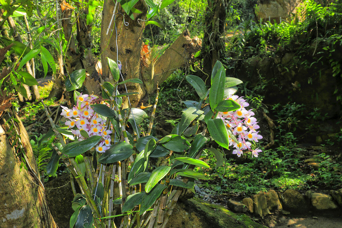 Джун остров орхидей. Орхидея Чеджу. Остров орхидей Вьетнам. Парк бабочек рыбы на острове орхидей Нячанг. Народ Дао с острова орхидей.