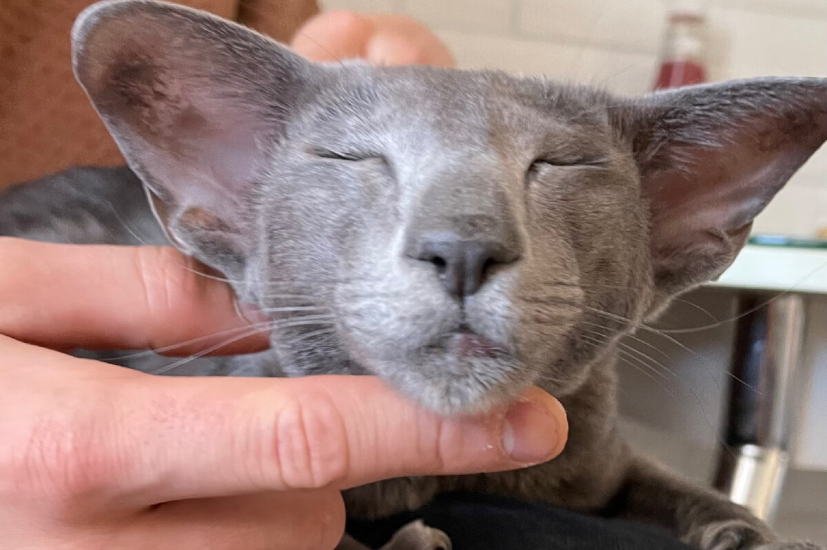 Ориентальных кошек неспроста называют «человечками в кошачьем обличье». Впустите ориентала в свое сердце однажды, и он поселится там навсегда, не оставив места кошкам других пород. А Вы поймете: никто, кроме них!