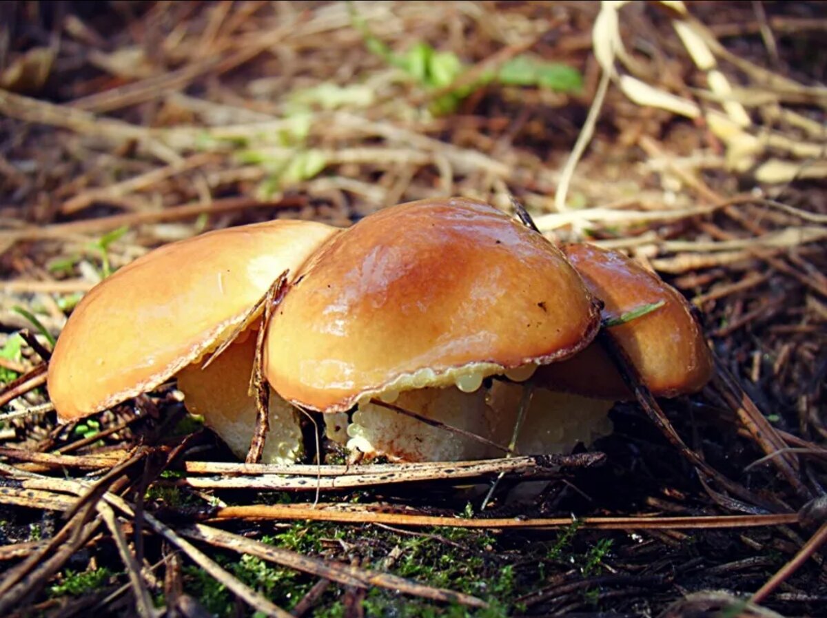 Осенние грибы маслята. Грибы маслята. Грибы маслята грибы маслята. Маслята грибы в Крыму.