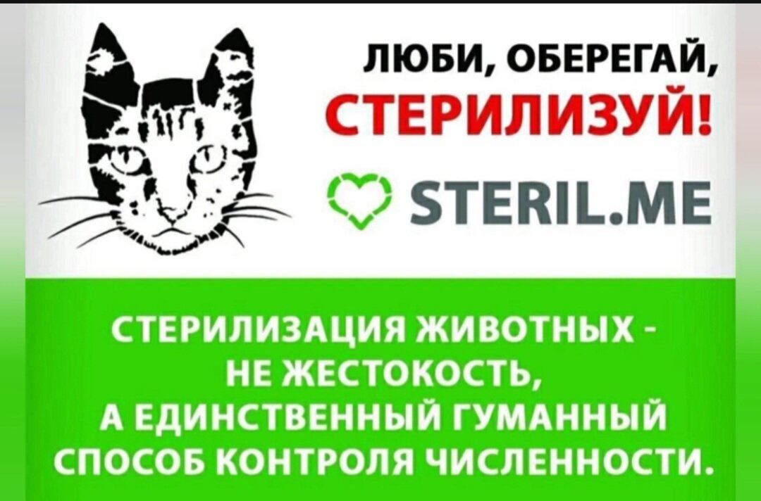 Стерилизовать кошку отзывы. Стерилизация животных. Плакаты о стерилизации животных. Стерилизуй животных. Стерилизация бездомных кошек.