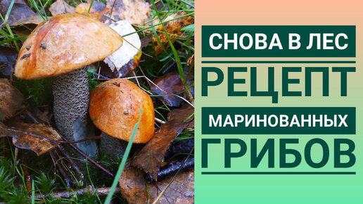 В ПОИСКАХ ГРИБОВ 🧐🍄... РЕЦЕПТ МАРИНОВАННЫХ ГРИБОВ 👍