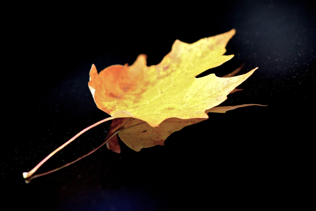 Течет река. Проходит день за днем. В лесу деревья расцветут огнем. И коллиматор разряжается опять. Пора бы батарейку поменять... фото яндекс