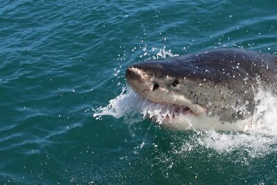    Акула ©Alex Steyn Unsplash.com