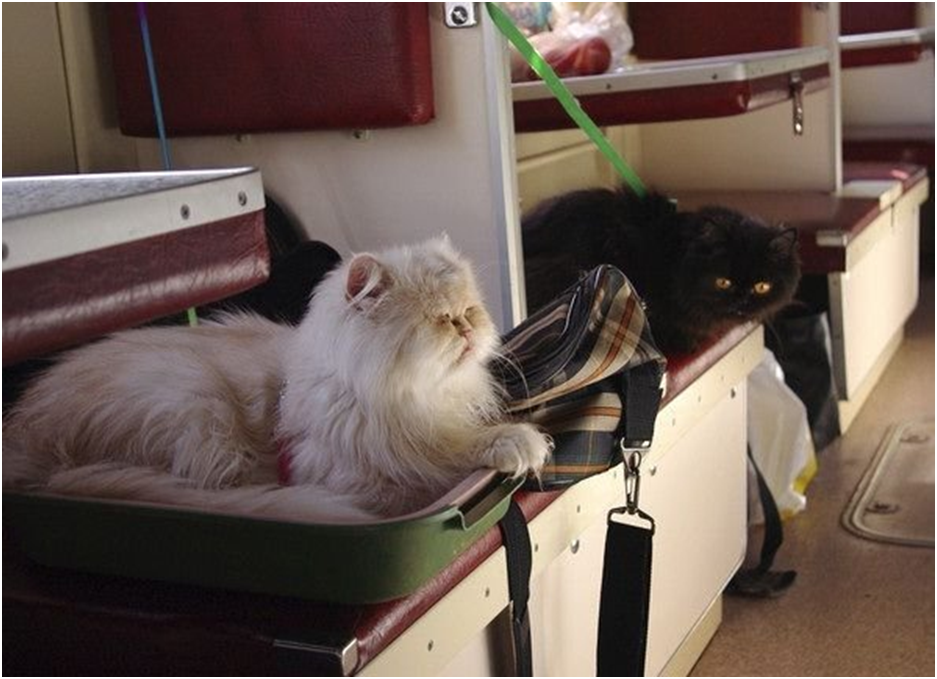 Виолончель перевозится в вагоне поезда. Вагон для животных. Кот в поезде. Кошачий вагон. Перевозка живности в вагонах.