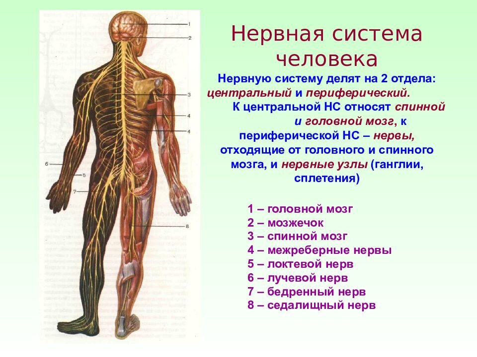 Какие органы позволяют человеку. Органы нервной системы человека. Физиологическое деление нервной системы. ЦНС периферическая нервная система структура. Система органов человека нервная система.