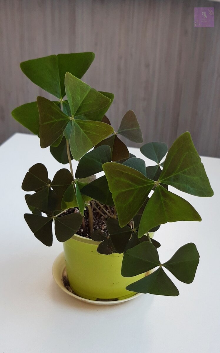 Кислица треугольная. Фото автора