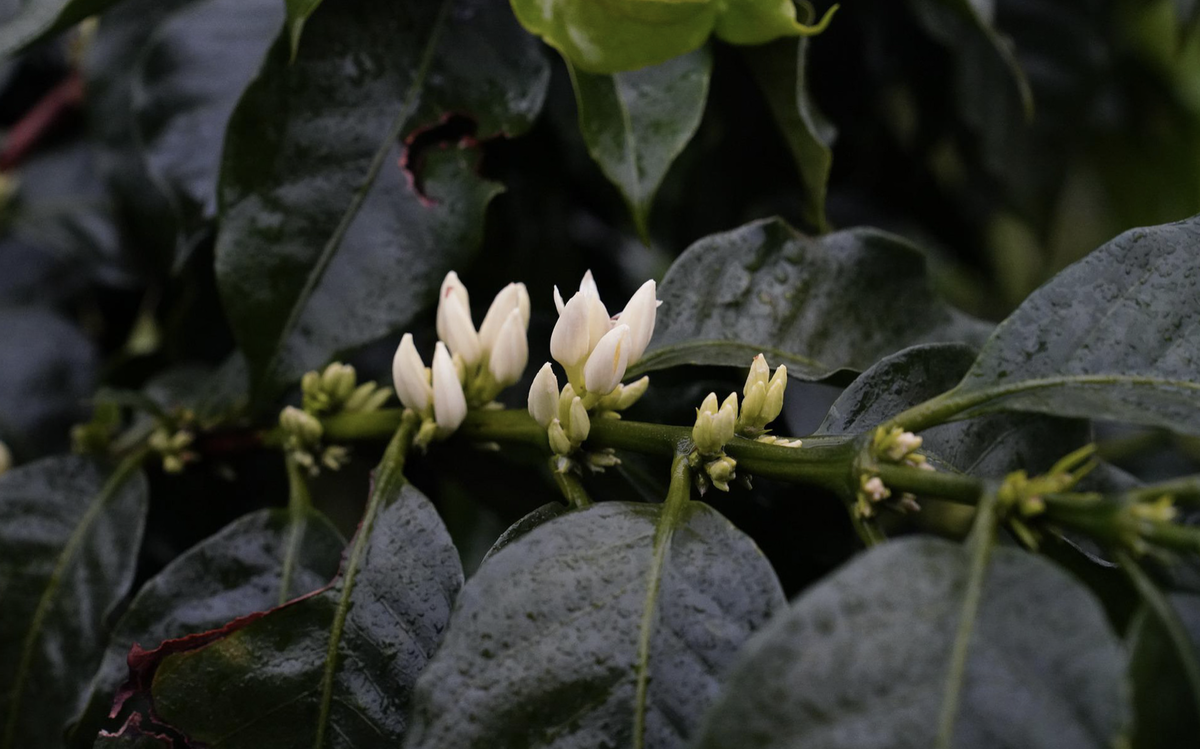 «Стадия свечей» кофейных деревьев. 