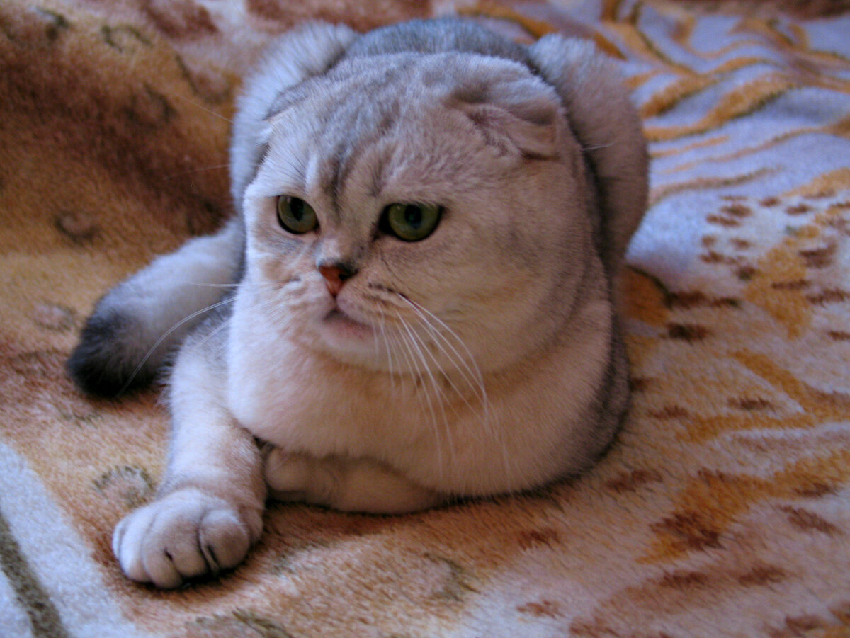 Котенок шотландская шиншилла