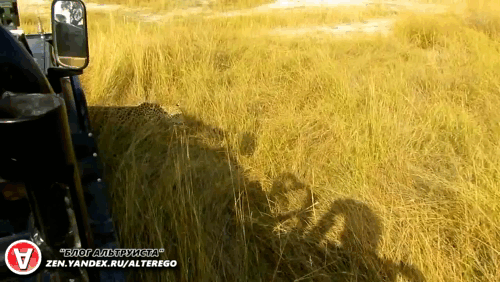 Самку леопарда похоже хотели подкормить. Получится ли?