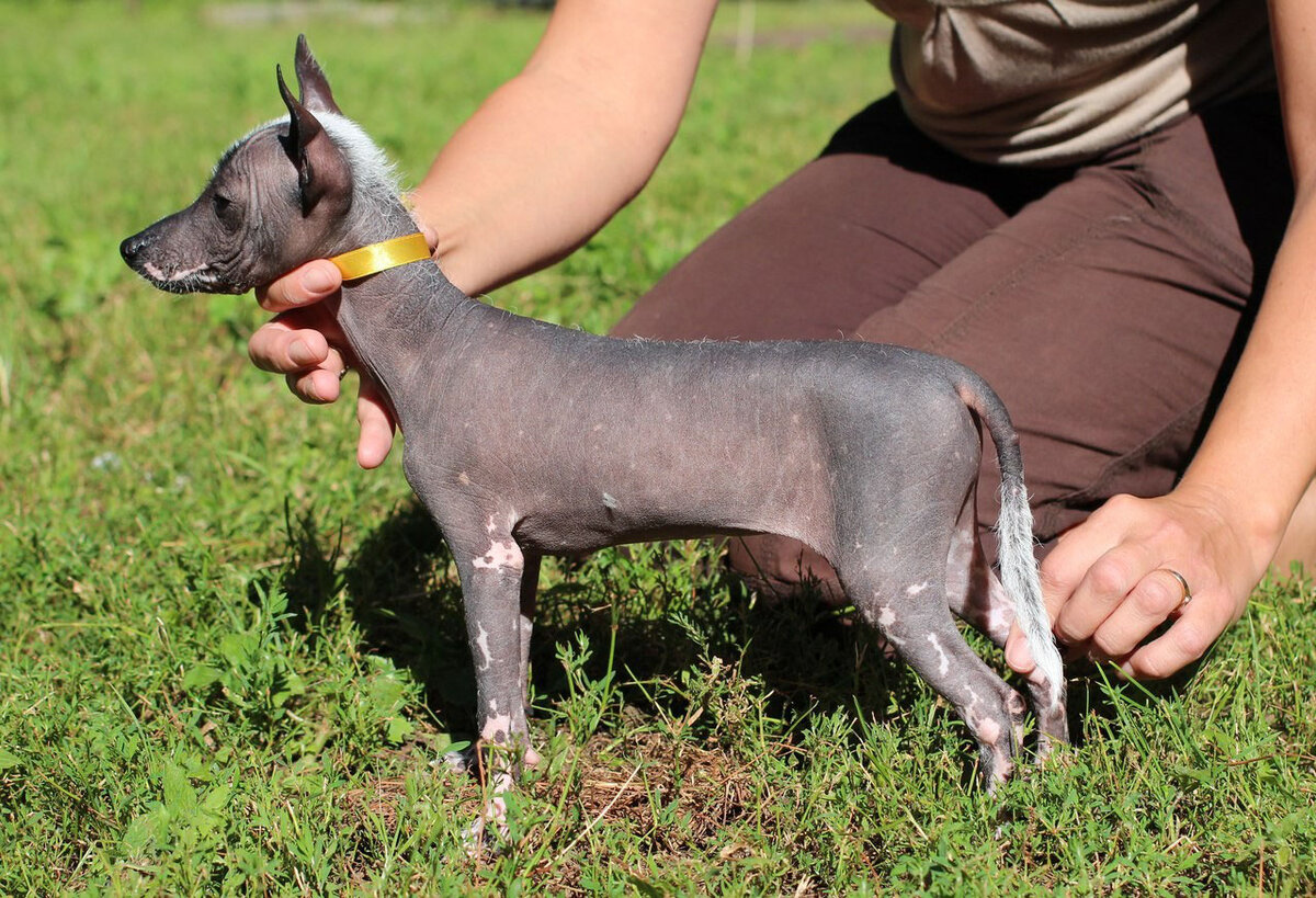 Xoloitzcuintle