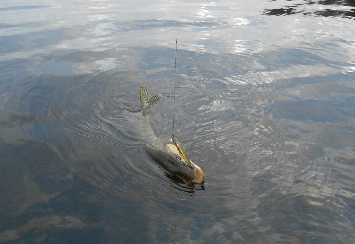 Длина поводка на лицо.