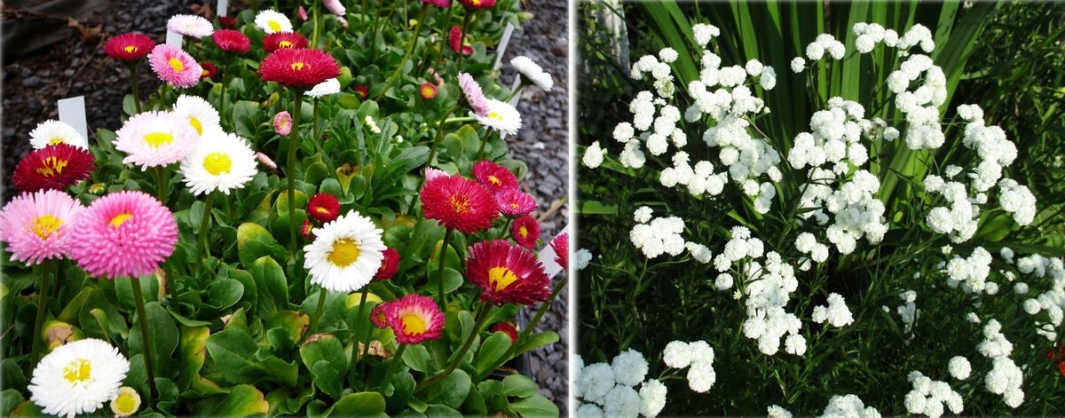 Многолетние цветы для могилы цветущие все лето низкорослые фото и название