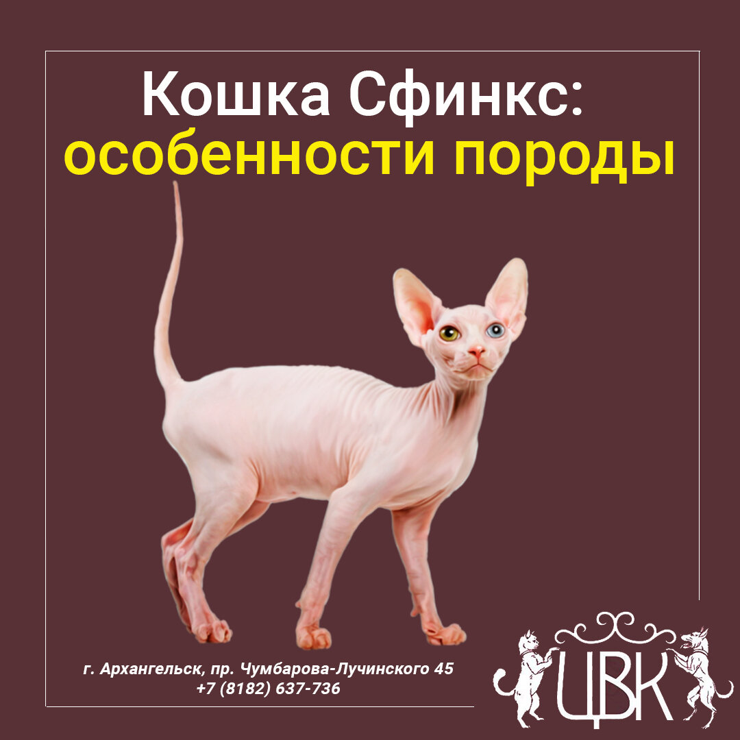 Особенности содержания сфинкса. Доклад о породе кошек сфинкс. Кот породы сфинкс. Сфинкс порода кошек петерболд. Канадский сфинкс браш.