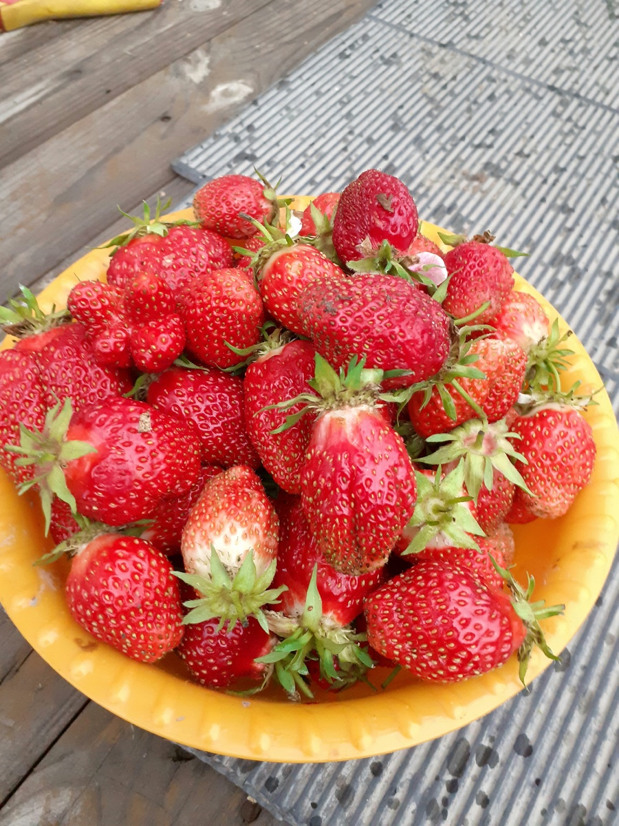 Первый урожай 2019. Фото автора