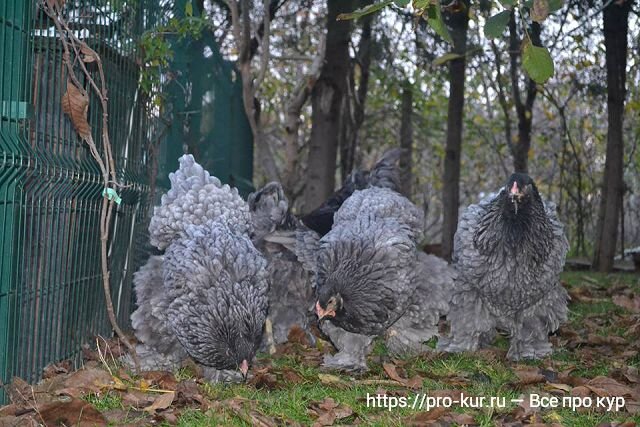 Куры Брама отзывы и цены, фото и видео