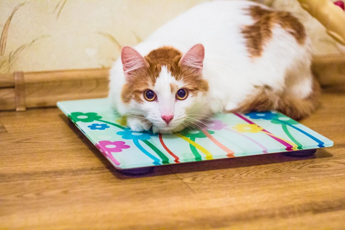 Моя кошачья жизнь 3. Тяжелая жизнь котик. Роль кошки в жизни человека. Моя кошачья жизнь альбом для записей. Моя кошачья жизнь 3.