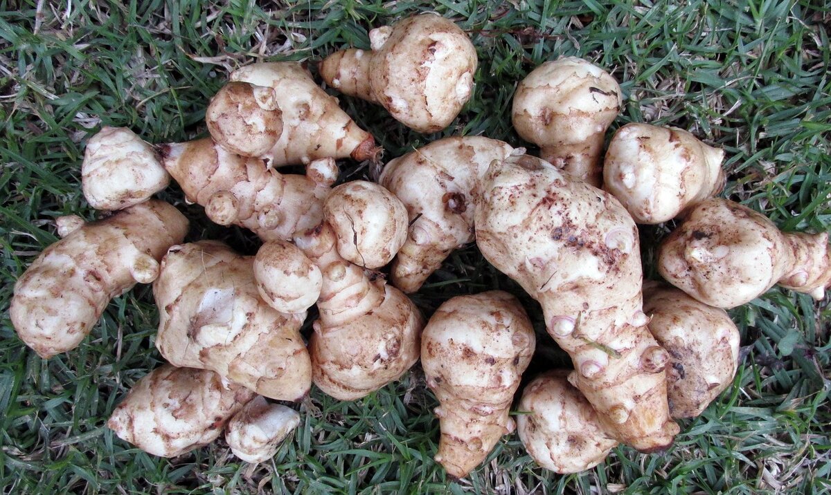 https://pixabay.com/photos/vegetable-jerusalem-artichokes-food-3569736/