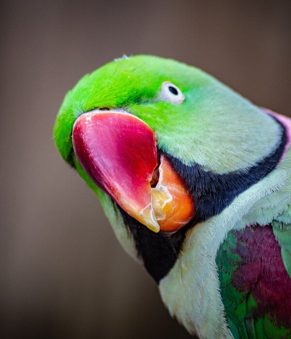 https://www.pexels.com/photo/closeup-photo-of-green-parrot-1040397/
