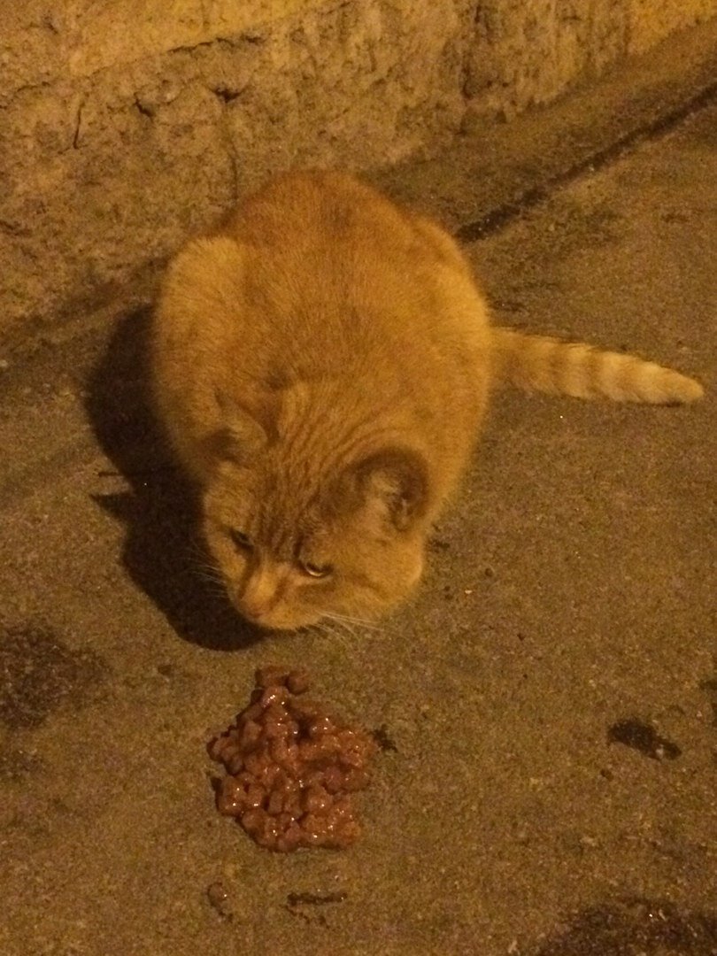 Ты ешь, ешь, Рыжий, я покараулю)