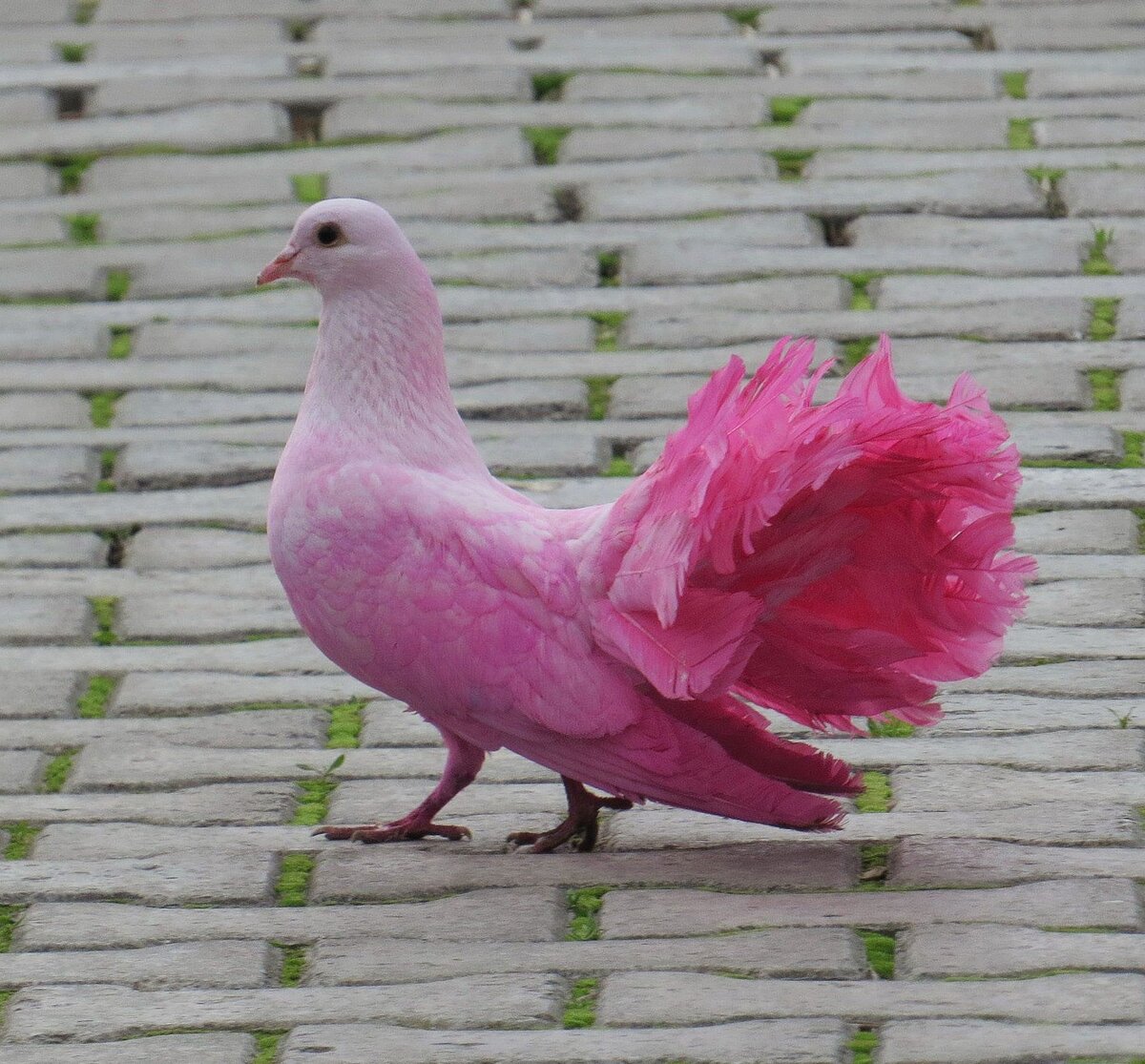 Pink bird. Розовый голубь Маврикий. Розовошейный зелёный голубь. Реюньонский розовый голубь. Розовая птица.