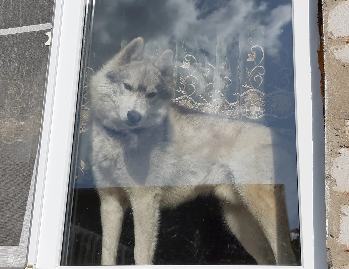 Арчик все еще ждет своего человека