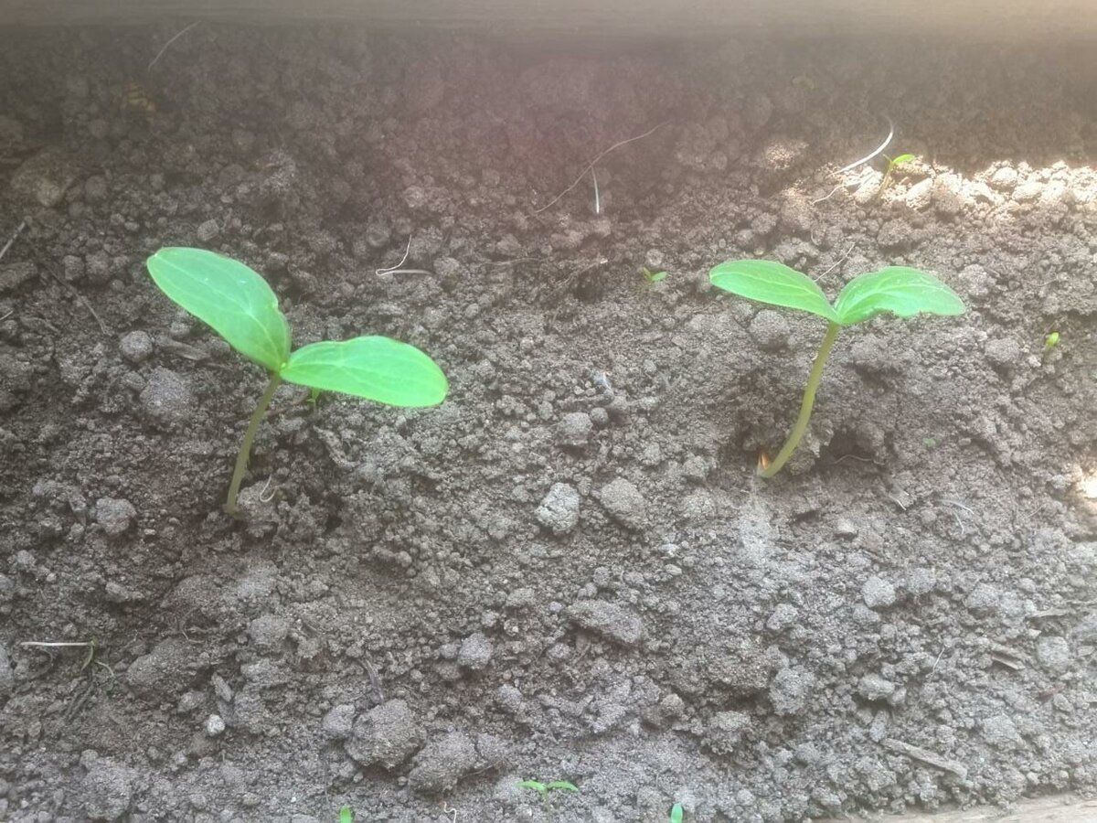 Огурцы взошли в ящике.