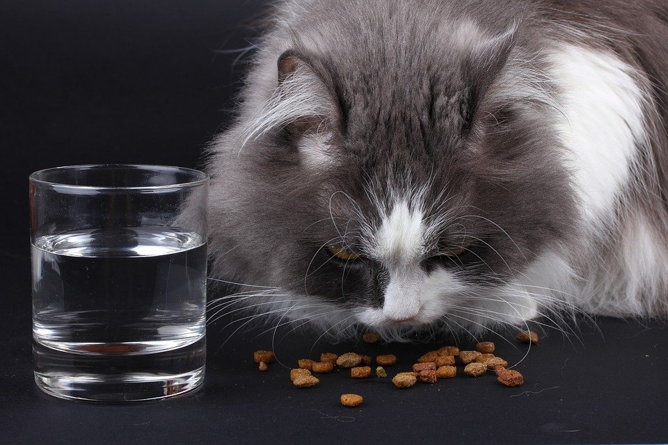 https://cdn.pixabay.com/photo/2016/11/04/15/48/cat-1798147_960_720.jpg