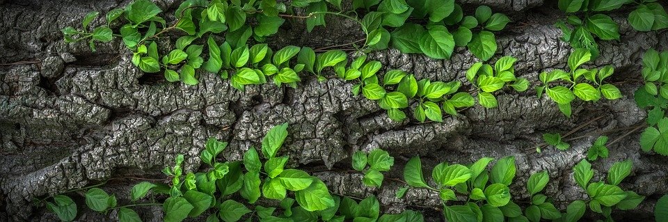 https://pixabay.com/photos/wood-bark-plants-nature-surface-1350175/