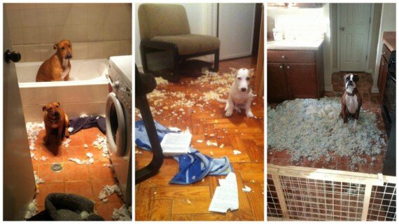 Последствия квартиры после льва. Ребенок нашкодил. Теперь то вы понимаете что вы натворили. Разгром в квартире. Щенок сгрыз.