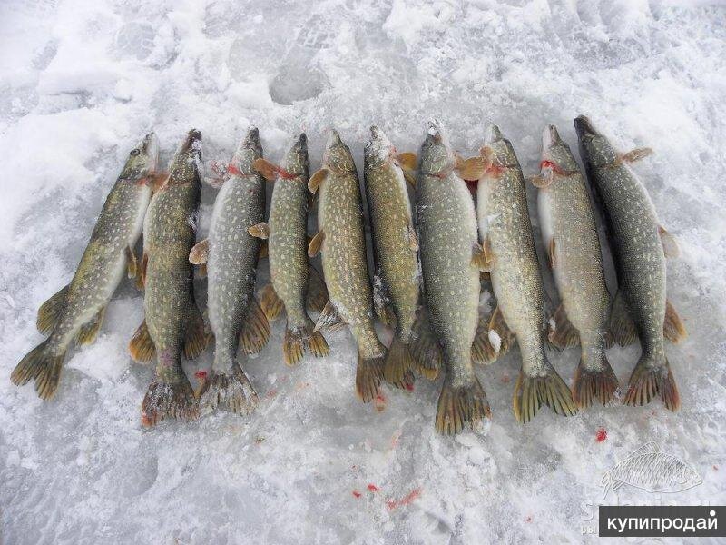 Как добывают рыбу зимой в глухой Сибири на реке Обь - всё официально, не браконьерство