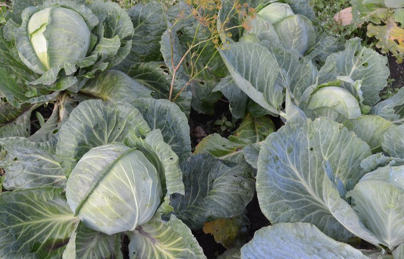 Вот такой хороший урожай капусты в этом году.